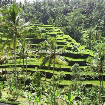 tegalalang-rice-terrace