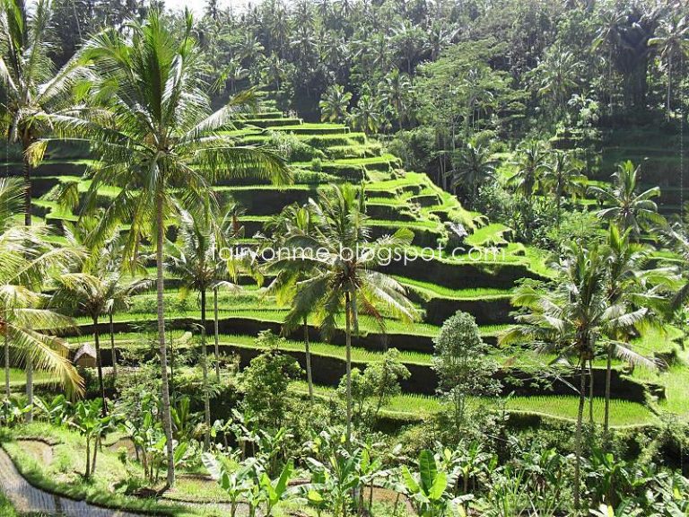 tegalalang-rice-terrace