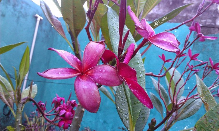 kamboja merah