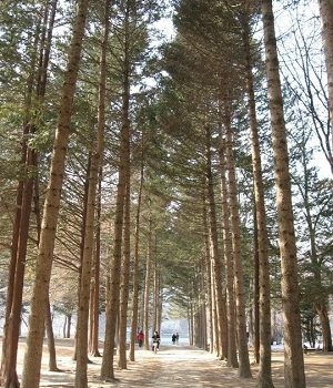 nami island