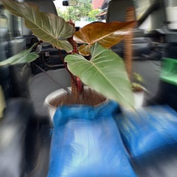 karena-tanaman-jadi-lupa-daratan